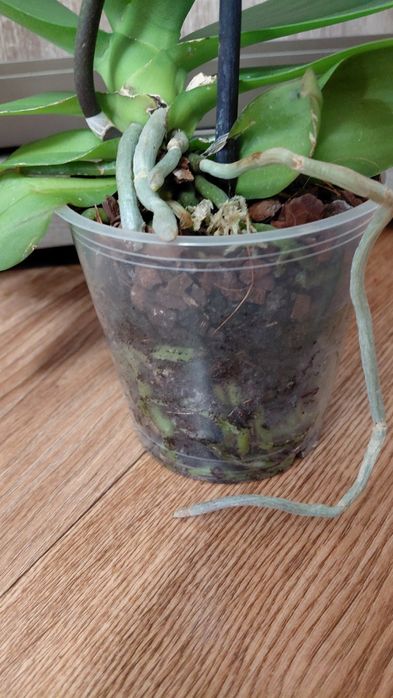 Продам орхидею -фаленопсис