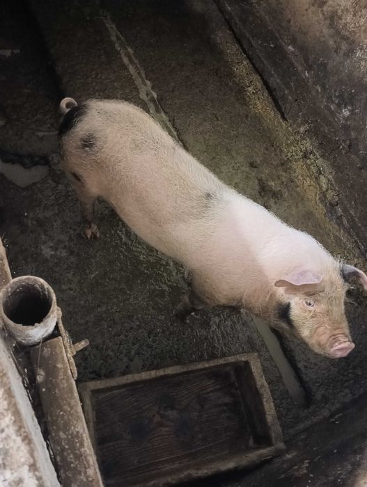 Поросята льошка і пацюк ціна за 1 порося!