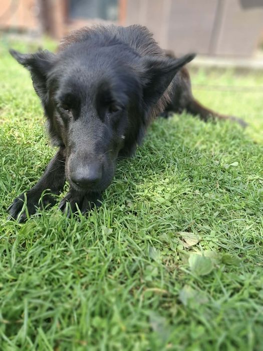 Owczarek niemiecki do adopcji 2 suczki