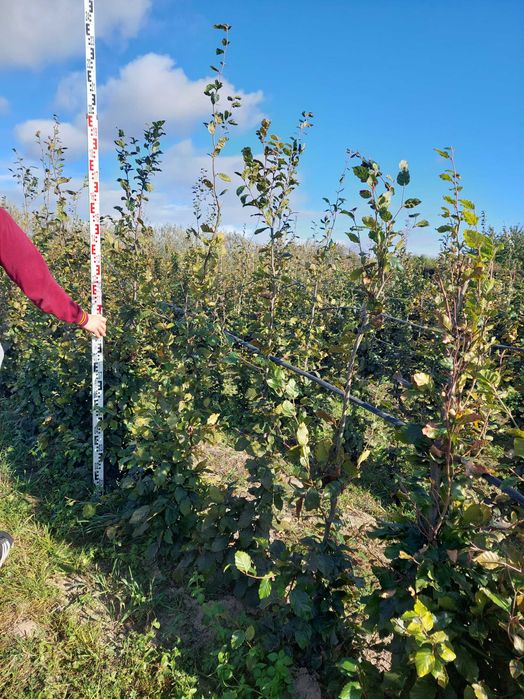 Buk na żywopłot Fagus sylvatica