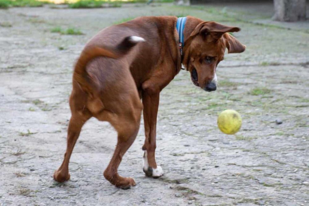 Przyjazny pełen miłości Braun szuka domku