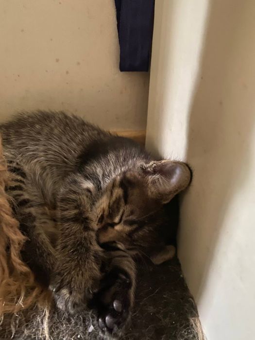 Віддам кошенят безкоштовно
