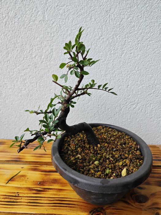 Pré-Bonsai Ulmeiro chinês
