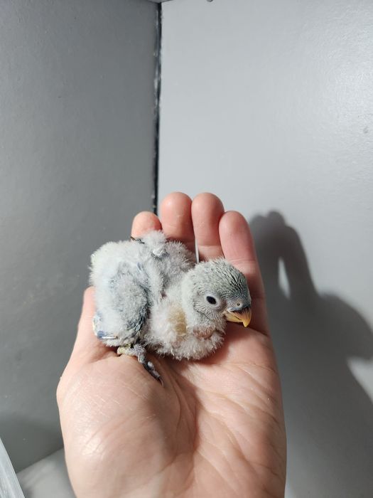 Agapornis Roseicollis 2026