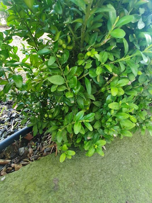 Bukszpan wiecznie zielony wysokość 55cm.