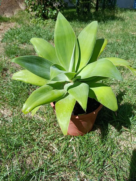 Planta Agave 60cm