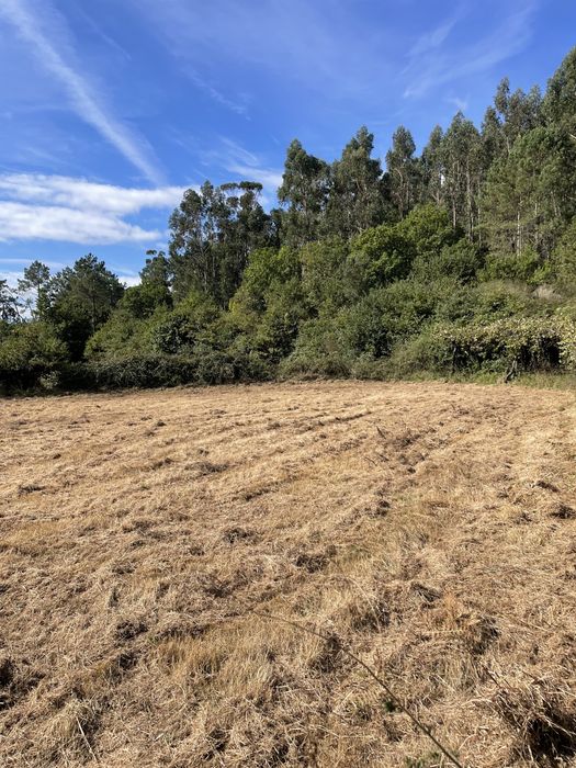 Limpezas de terrenos