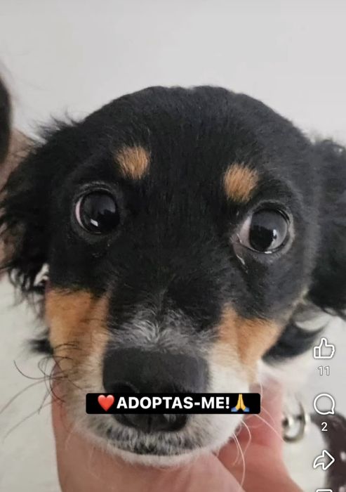 Cadelinha porte pequeno