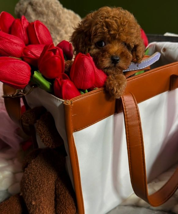 Той пудель хлопчик красавчік*