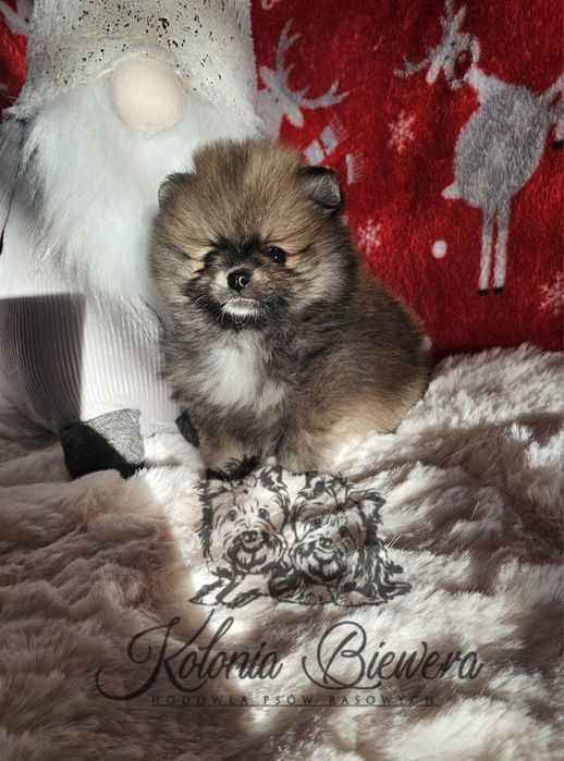 Szpic Miniaturowy/ Pomeranian sunia PASZPORT!!