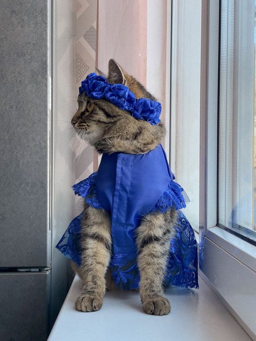 Продам  гарну кицю