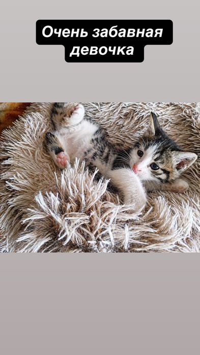 Много котят бесплатно