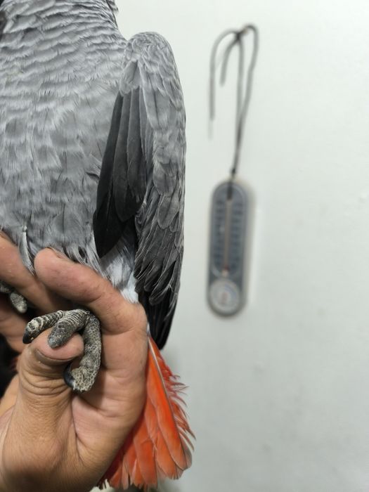 Papagaio Cinzento e vários Loris