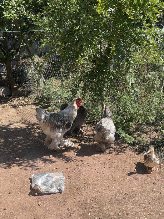Trio de brahmas cinza