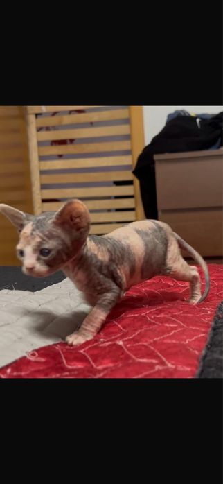 Canadian sphynx menina