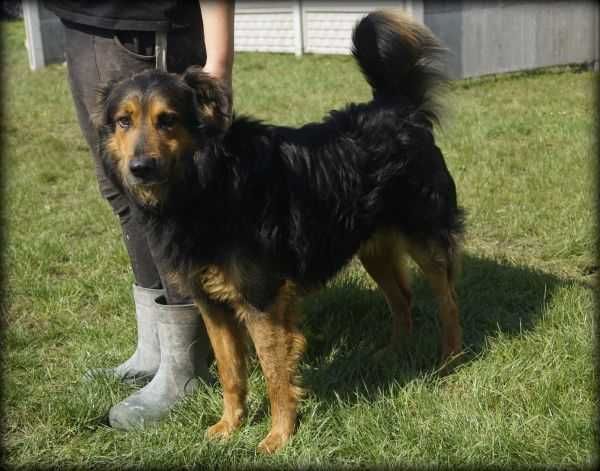 Roki - duży pieszczoch do adopcji