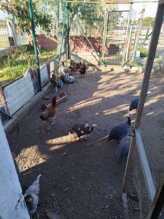 Ovos Galados Pintos, Frangos, Galos, Galinhas,  Fracas Patos Mudos