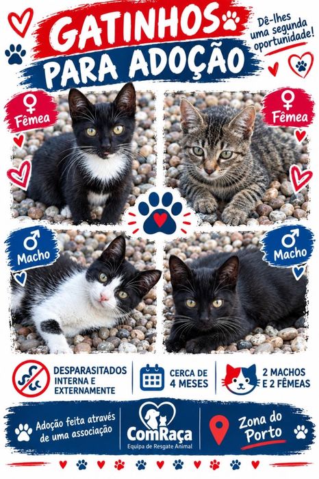 Gatinhos bebés para adoção responsável
