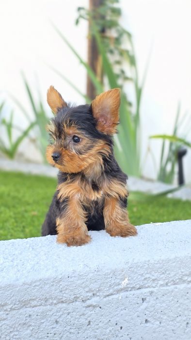 Yorkshire Terrier Macho