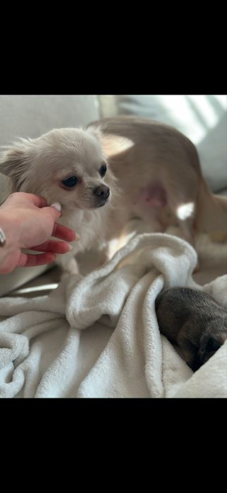 Sunia dorosła dlugowlosa kremowa hodowlana chihuahua 1.5 letnia