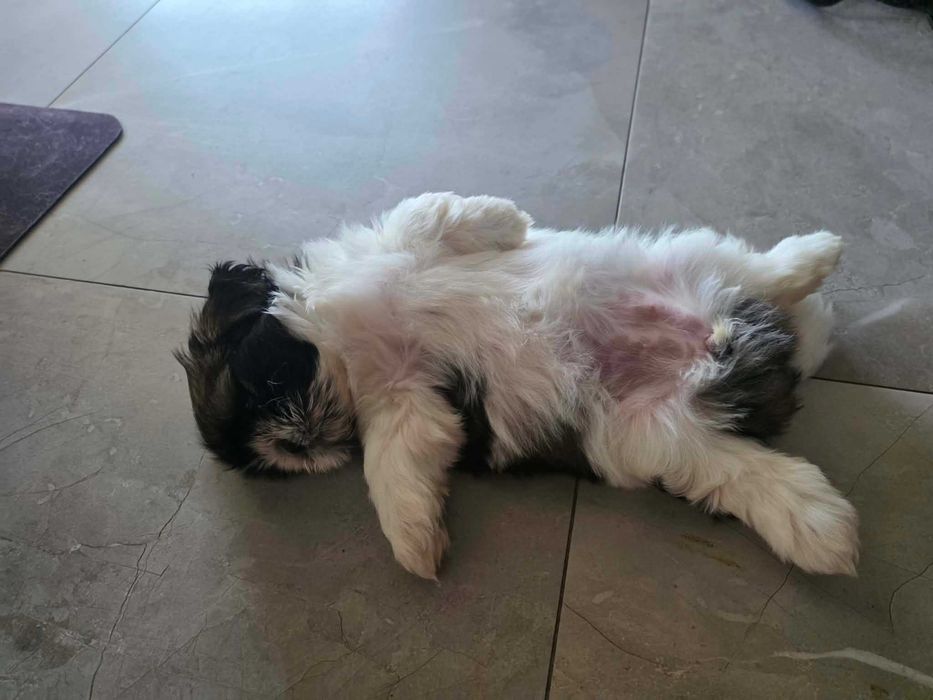 Pieski Shih tzu z rodowodem