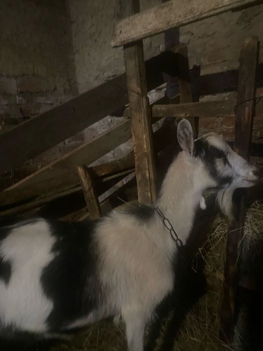 Продам кози первістки