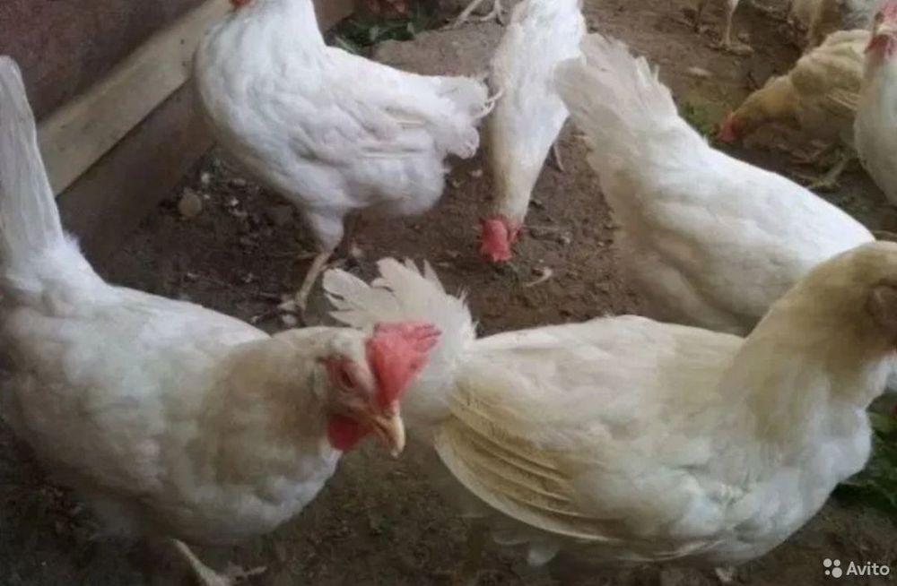 Кури. Яєчна порода