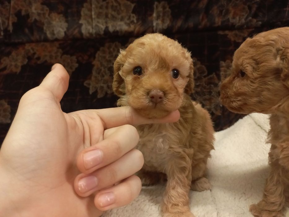 Продажа мальтипу мальчик