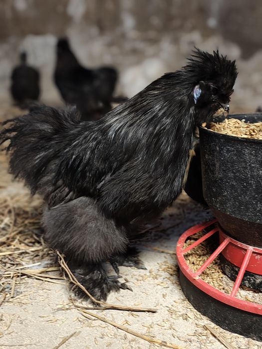 Koguty silki zmienią dom