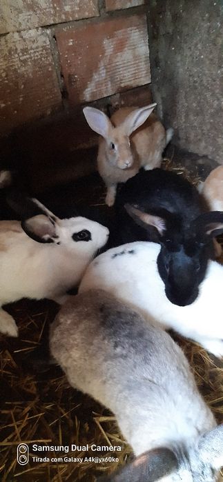 Coelhos para venda