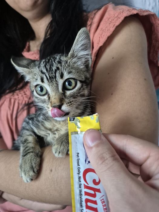 Gatinha para adoção responsável