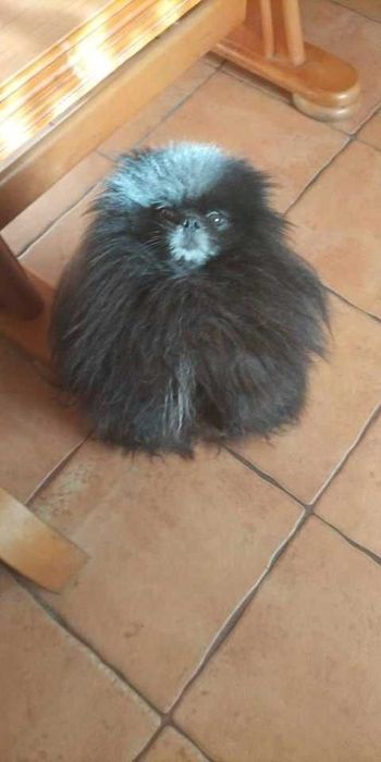 Zaginął pies rasy pomeranian