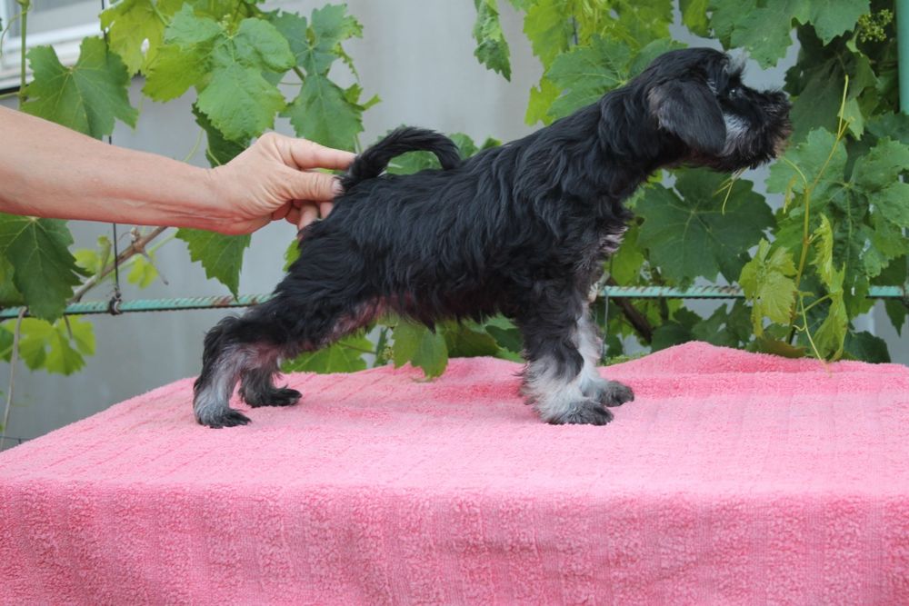 Мальчик цвергшнауцер