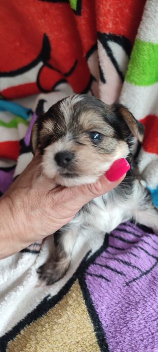 Yorkshire terrier piesek