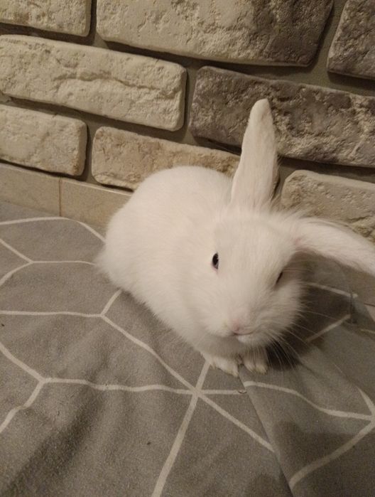 Oddam w dobre ręce królika miniaturkę