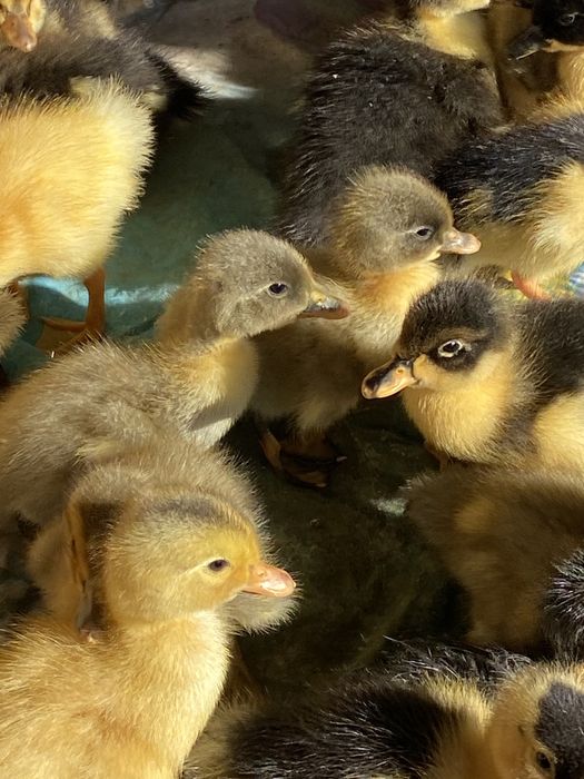 Каченята башктрка, фаворит