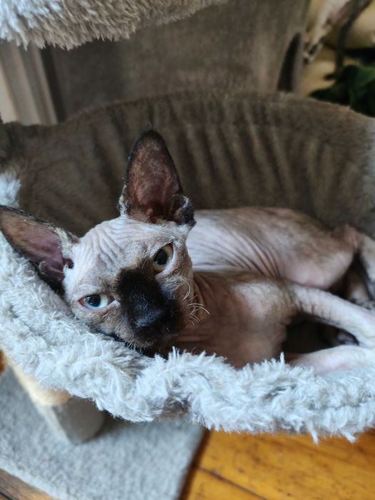 Devon Rex FPL super koteczka Harley