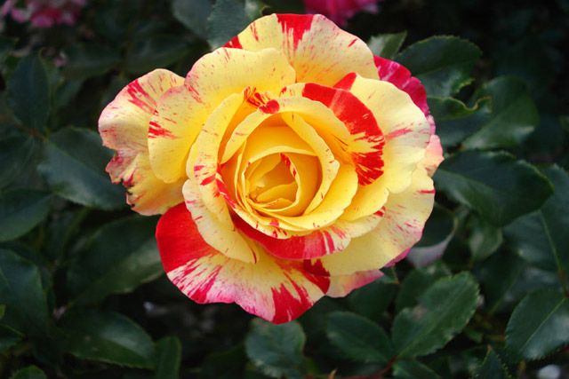 Roseira Variegata Tigrada Tricolor - FLORES Para colecionador