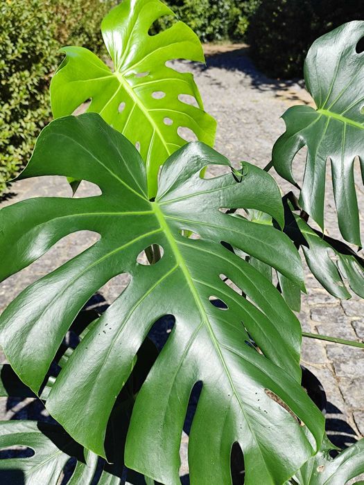 Plantas Montera Deliciosa / Costela de Adão grandes