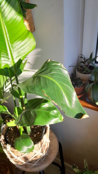 Strelicja Nicolai, biała