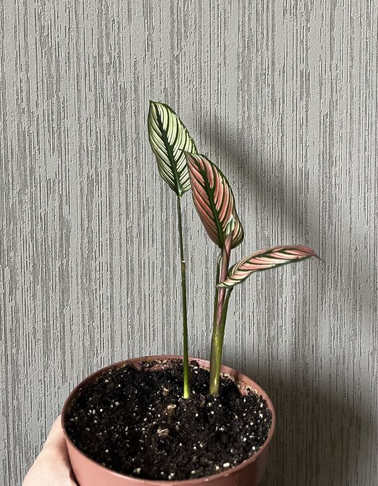 Калатея ктенанта