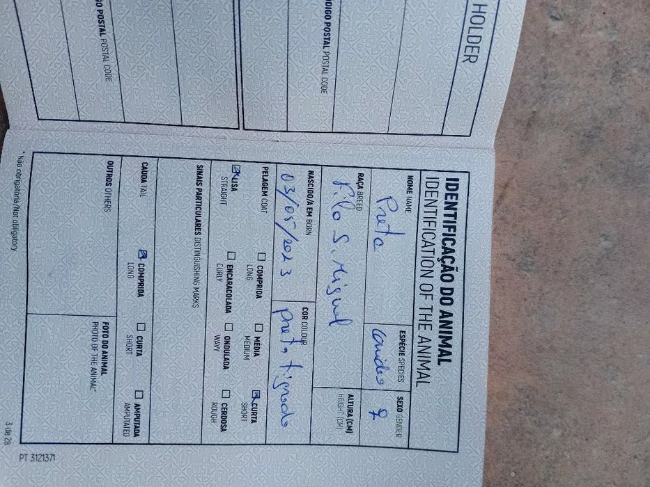 Ofereço cadelela Fila São Miguel...chip e vacinas em dia..