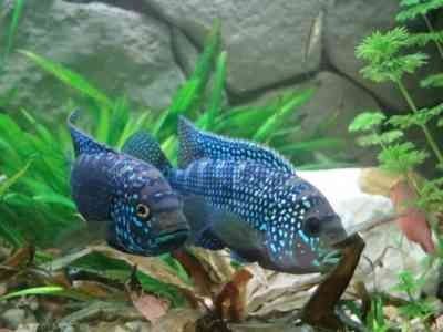 GB Pielęgnica Niebieskołuska