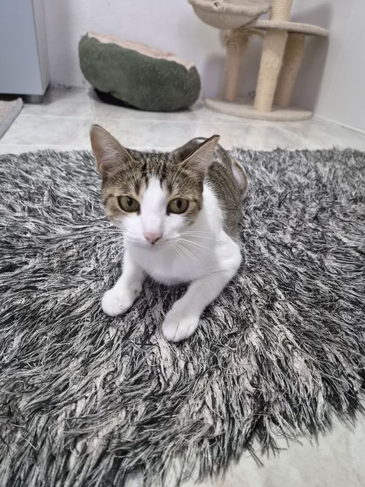 Gatinha esterilizada para adoção