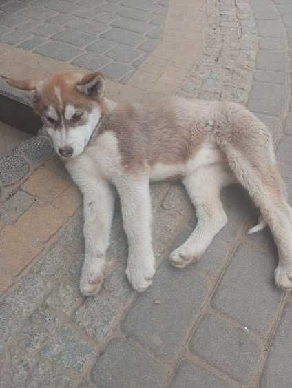 Szczeniak Rasy Syberian Husky z rodowodem.