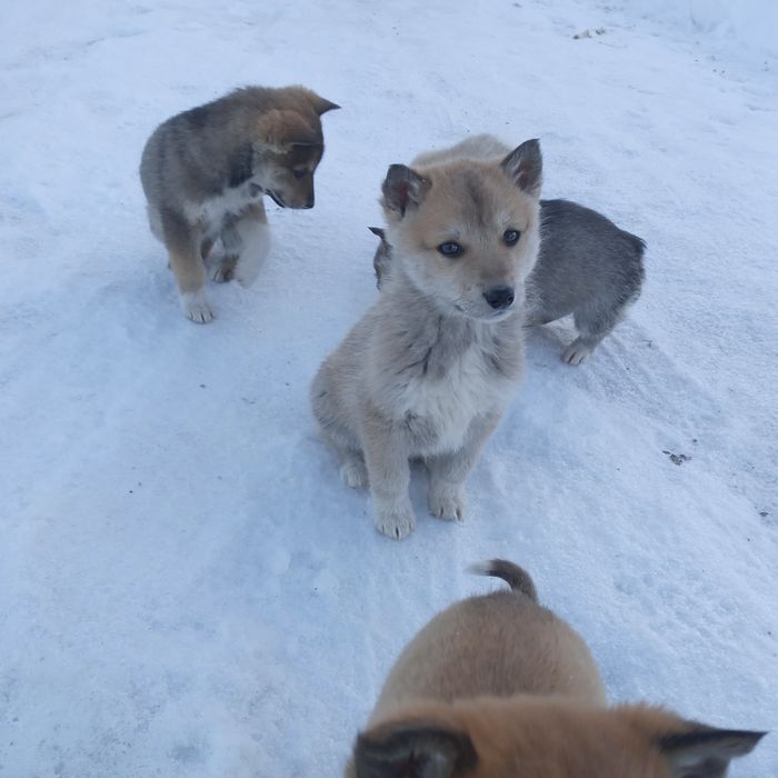 Лайки.Цуценята Західносибірські лайки.