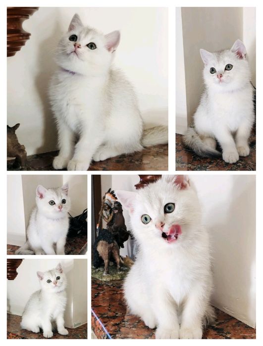 Шотландские чистокровные котята, Серебристая шиншилла