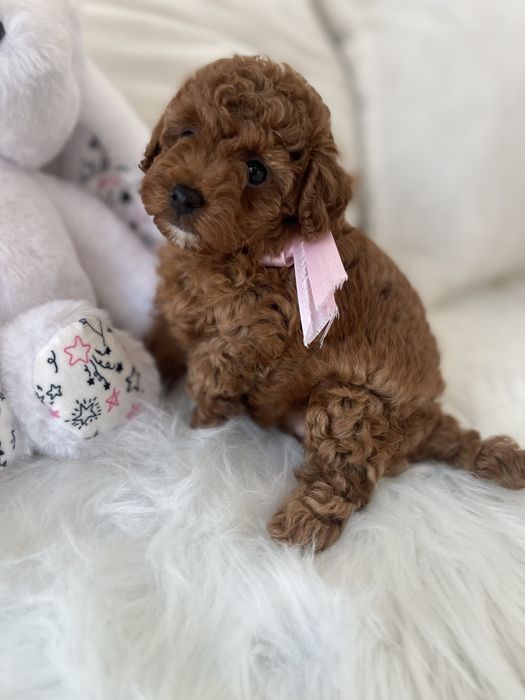 Обіймай і не відпускай  чарівні VIP Той-Пуделі тут!