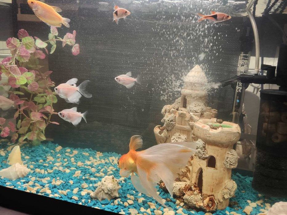 Аквариум 60л,Италия. Крышка, свет, фильтр, обогрев, рыбы Всё в Подарок