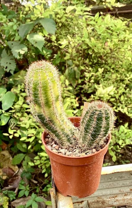 Lobivia aurea Variegata